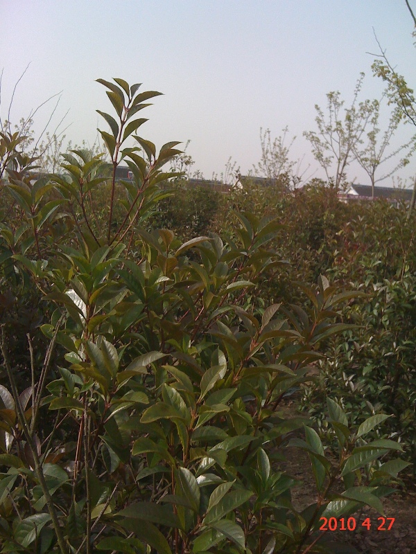 南通錦繡河山苗木最新動態(tài)