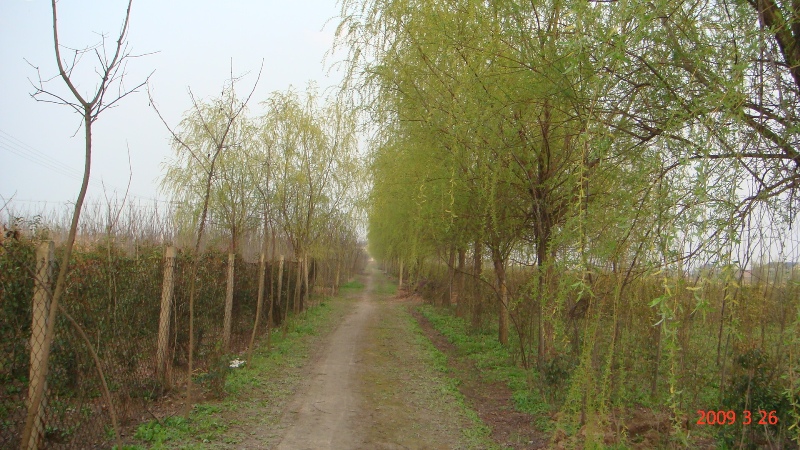 2009年3月份南通錦繡河山苗木基地最新動態(tài)